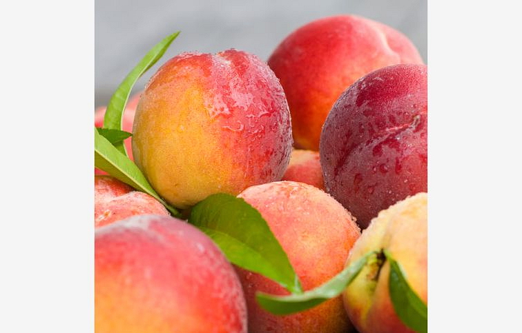 Broskyňa Cresthaven na cca 100-110cm kmeni, výška 150-170cm, obv. km. 6-8cm, kont. 10l