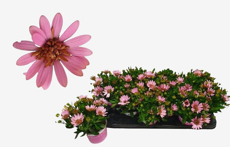 Africká sedmokráska Double Pink - Osteospermum, kont. p10,5