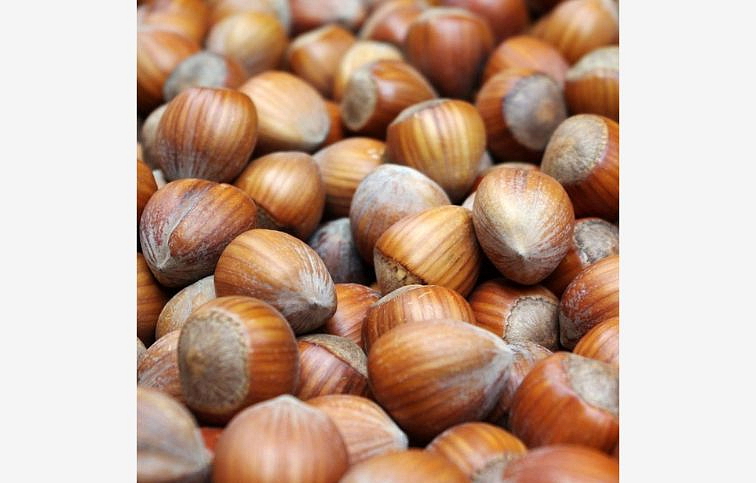 Lieska veľkoplodá Webbová, voľnok.