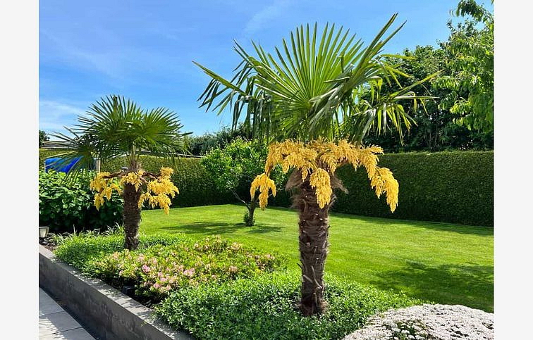 Trachycarpus Fortunei kmeň 10-20 cm, výška 80-100 cm, kont. 15 l