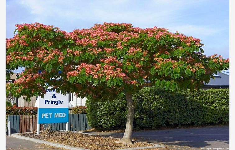 Albízia Julibrissin OMBRELLA BOUBRI 100-120 cm, kríková, kont. 9-10 l