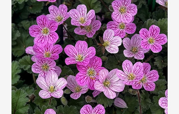 Bocianik Bishops Form - Erodium, kont. 0,5 l