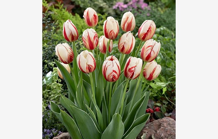 Tulipán Carnaval de Rio 7 ks v balení