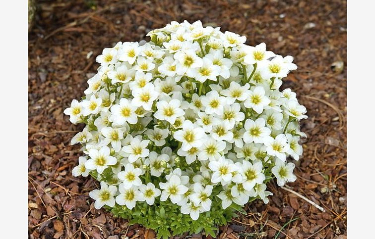 Lomikameň Touran Large White - Saxifraga arendsii, kont. p12