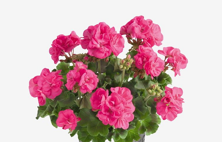 Muškát vzpriamený Trendix Hanna Hot Pink - Pelargonia, kont. 0,7 l
