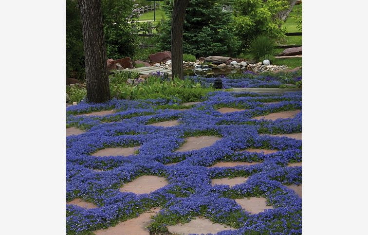 Izotoma Dark Blue - Isotoma fluviatilis, kont. 0,5 l