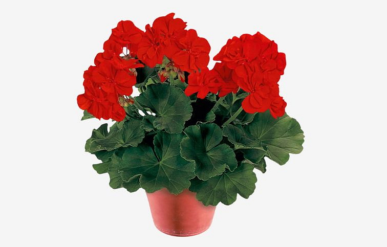 Muškát vzpriamený Conte Rubino - Pelargonia, kont. 0,7 l