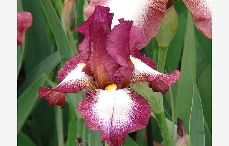 Kosatec nemecký Crinoline - Iris germanica, kont. p11