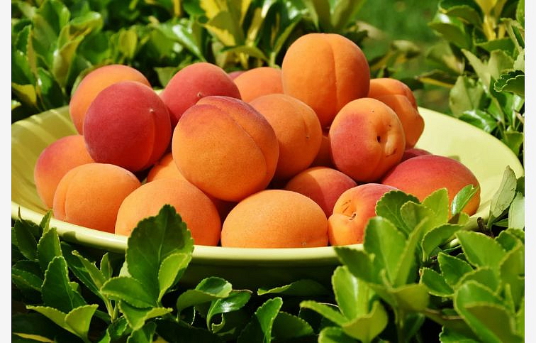 Marhuľa Maďarská, podpník myrobalán, voľnok.