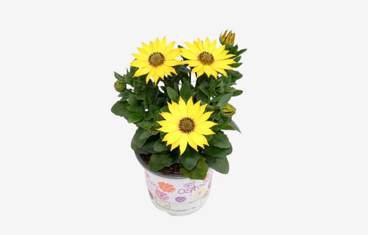 Africká sedmokráska Yellow - Osteospermum, kont. p10,5