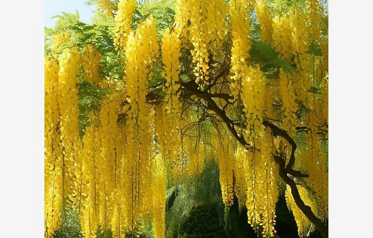 Štedrec na kmienku Pendulum 140-170cm, kont. 5 l