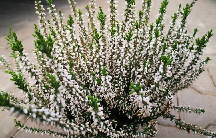 Vres Garden Girls biely 20-30 cm, kont. p11