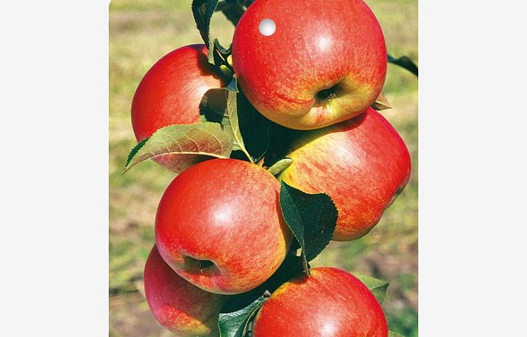 Jabloň stĺpovitá Polka podpník M7, voľnok.