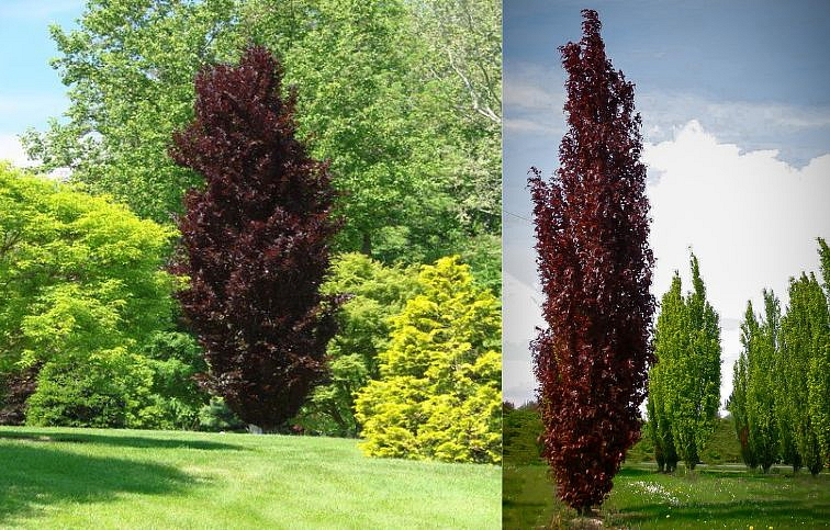 Buk lesný Dawyck Purple 170-200 cm, kont. 25 l