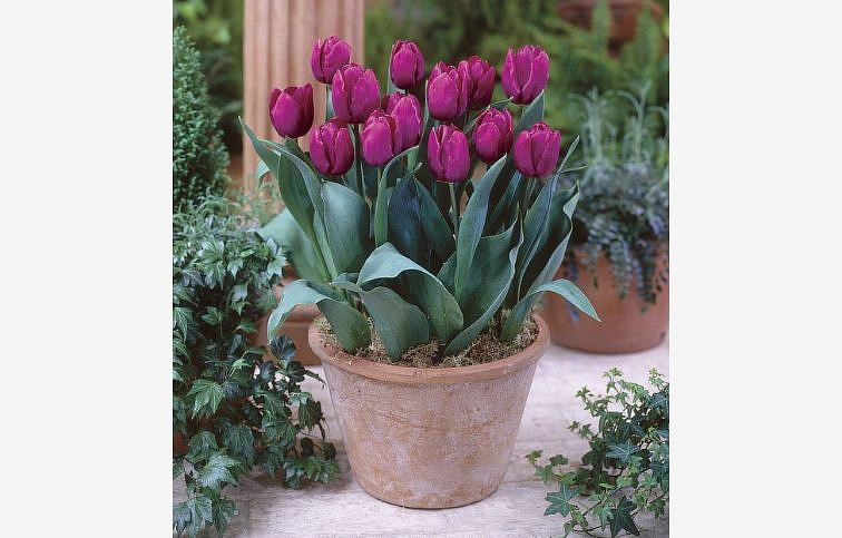 Tulipán Purple Prince 3 ks v kont. 0,5 l