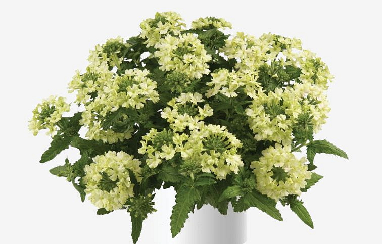 Železník Vanessa Compact Lime - Verbena, kont. 0,5 l