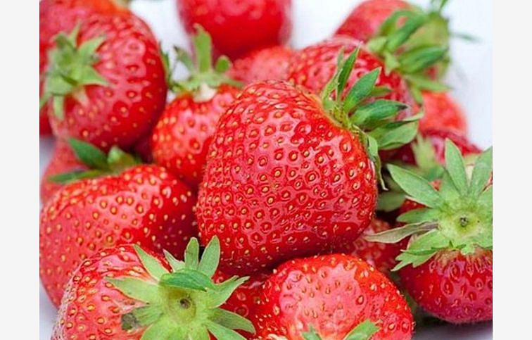 Jahody Malling Centenary - Frigo sadba A, zväzok 10 ks