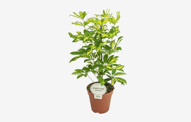 Šeflera Gerda 30-40cm - Schefflera arboricola, kont. p13