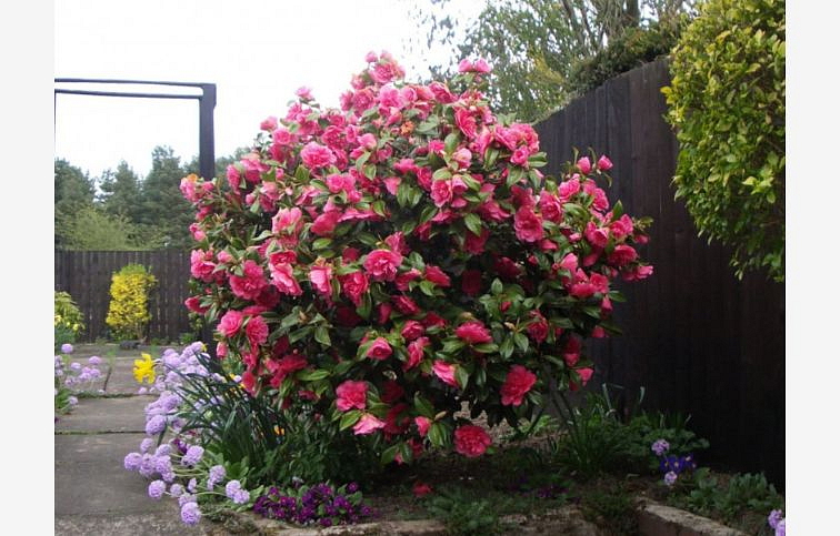 Kamélia japonská Principessa Baciocchi 50-60 cm, kont. p15