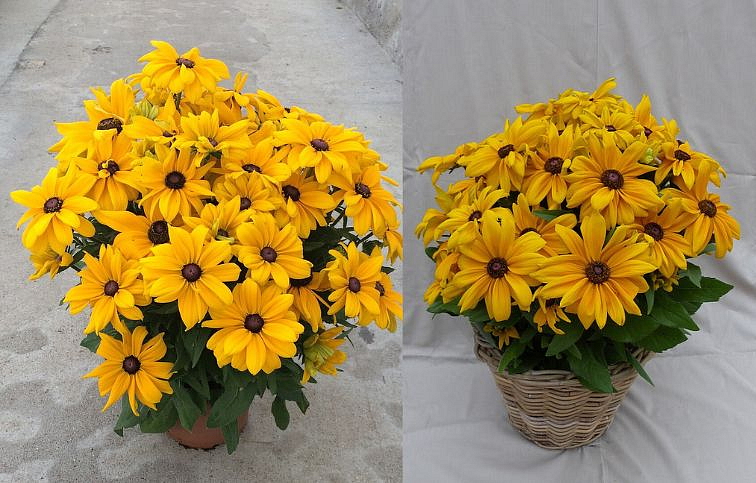 Rudbekia Sunbeckia Paulina - Rudbeckia, kont. 1 l