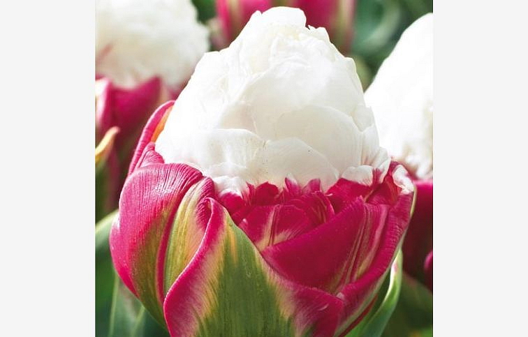 Tulipán Ice Cream 5 ks v balení