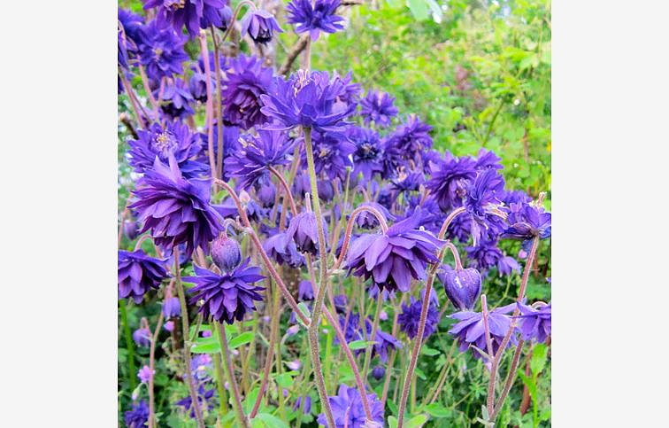 Orlíček obyčajný Blue Barlow - Aquilegia, kont. 1 l