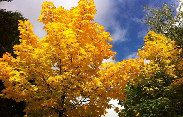 Javor mliečny Priceton Gold rozvetvený 160-200 cm, kont. 15 l