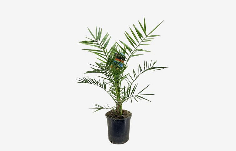 Ďatľovník kanársky 50-60 cm - Phoenix Canariensis, kont. p15