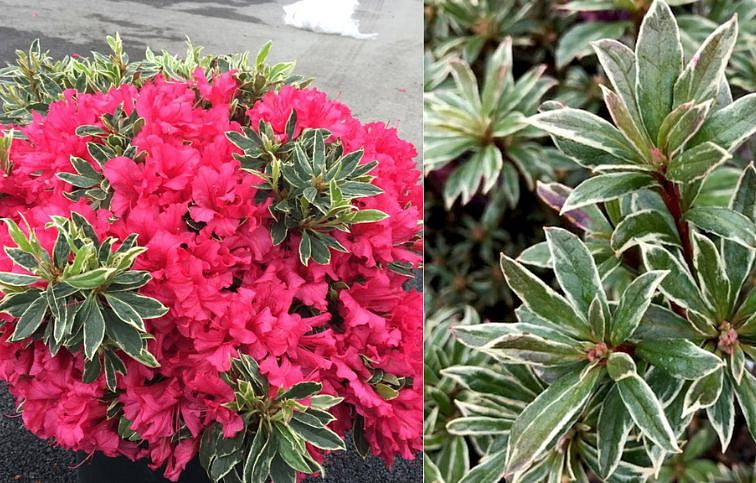 Azalka japonská Silver Sword 30-40 cm, kont. p17