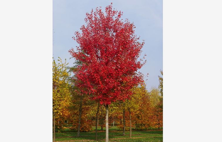 Javor freemanov Autumn Blaze na kmienku 270-300cm, obvod kmeňa 8-10cm, kont. 30 l