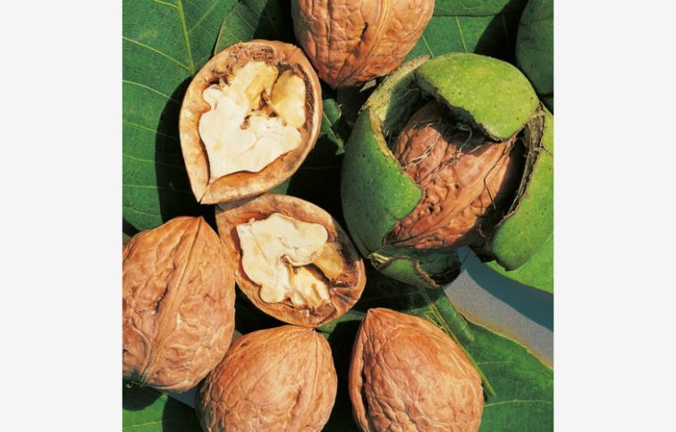 Orech kráľovský Lara 130-160cm, kont. 10 l