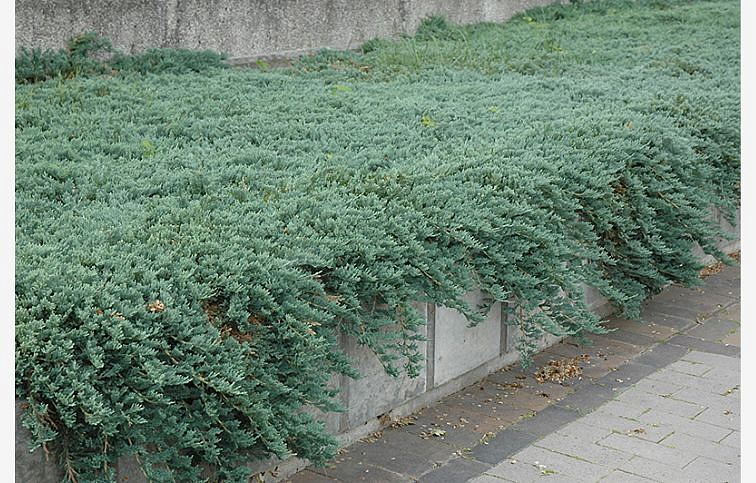 Borievka rozprestretá Icee Blue, kont. 3 l