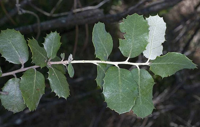 Dub cezmínový 160-180cm, rozvetvený, kont. 35 l