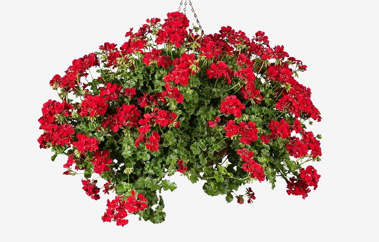 Muškát previsnutý Becky - Pelargonium, kont. 0,5 l