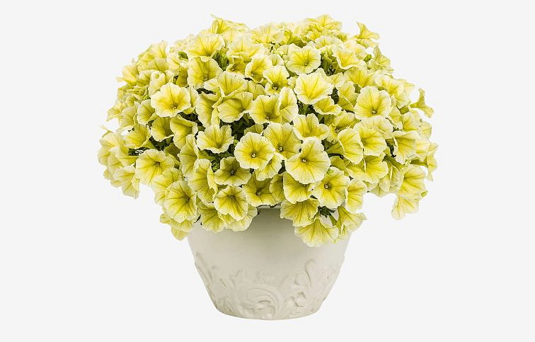 Petúnia Veranda Yellow 2022, kont. 0,5 l