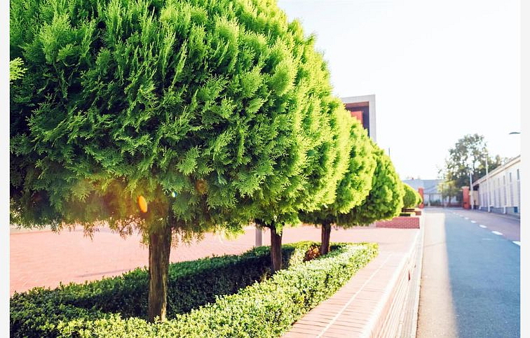 Cyprusovec leylandský Gold Rider na kmienku 60-80 cm, kont. 9 l