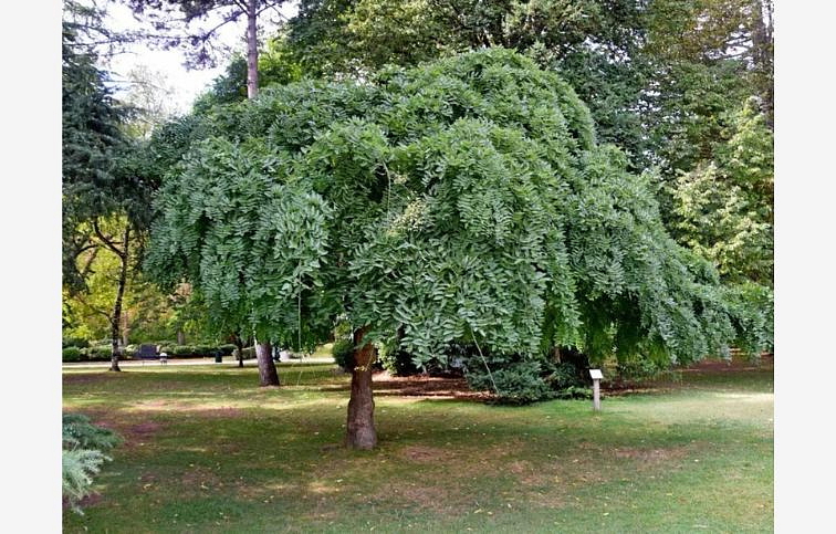 Sofora japonská Pendula na kmienku, v. 190-210 cm, obv. km. 8-10cm, kont. 30 l