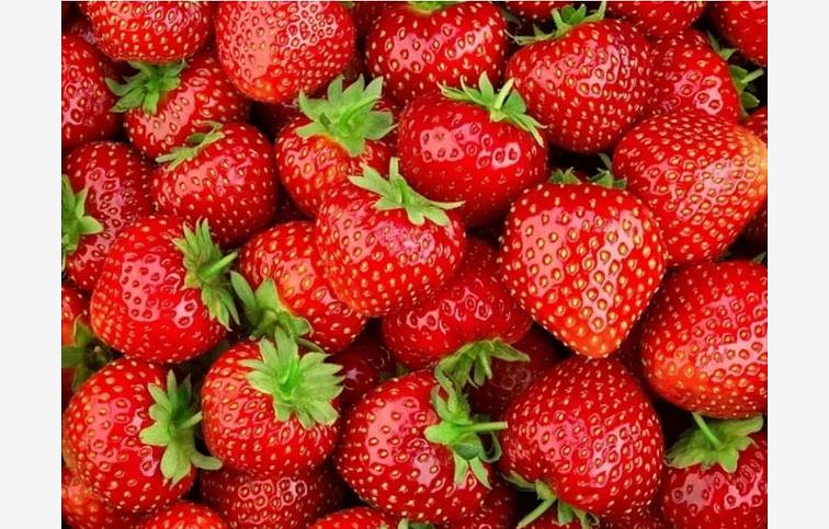 Jahody Rumba - Frigo sadba A, zväzok 10 ks