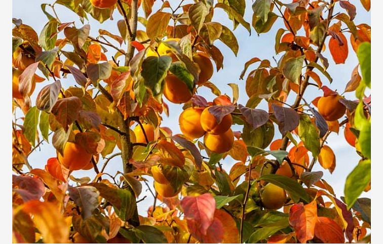 Hurmikaki Jiro 70-120 cm, kont. 2 l