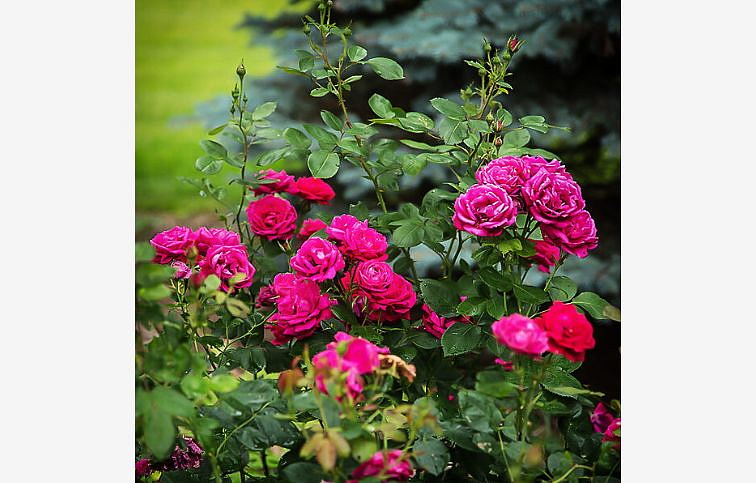 Ruža kríková Easy Elegance My Girl - Rosa, kont. 2 l