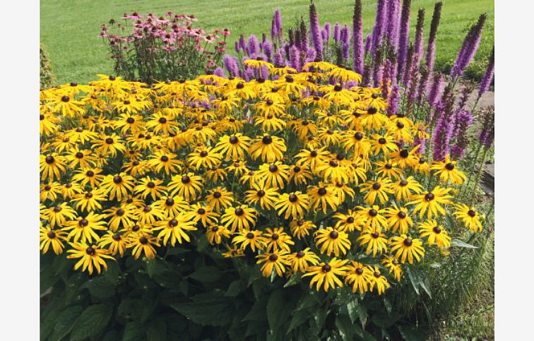 Rudbekia Goldsturm - Rudbeckia, kont. 1 l