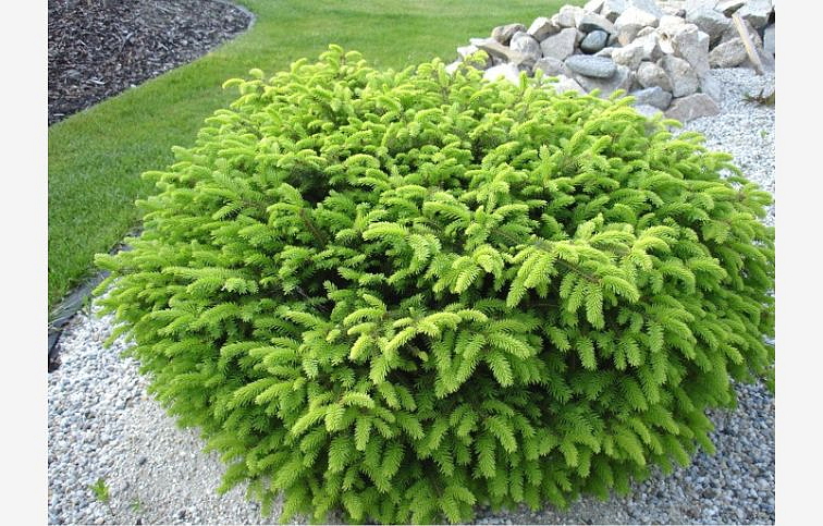 Smrek obyčajný NIDIFORMIS 20-30cm, kont. 2 l