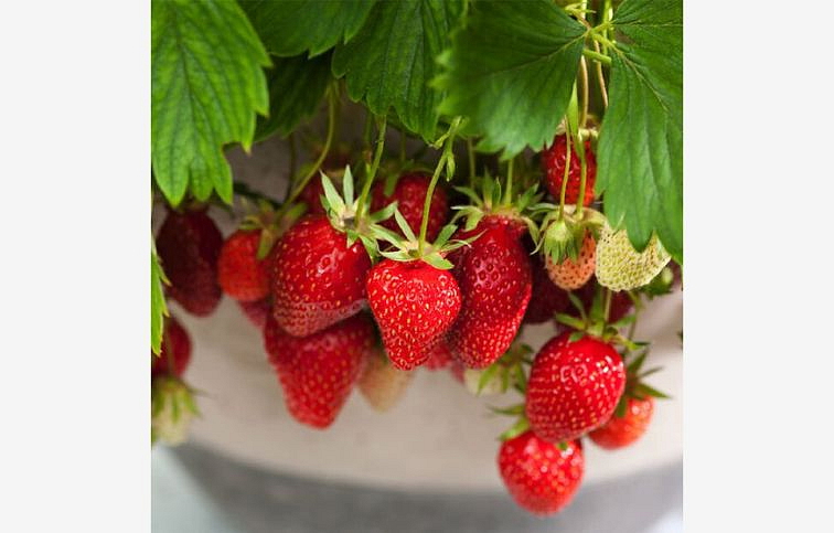 Jahoda previsnutá stálerodiaca Beltran - Fragaria, kont. 0,5 l