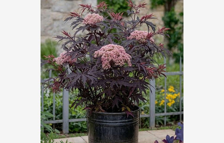 Baza čierna Black Lace 30-40cm, kont. p17