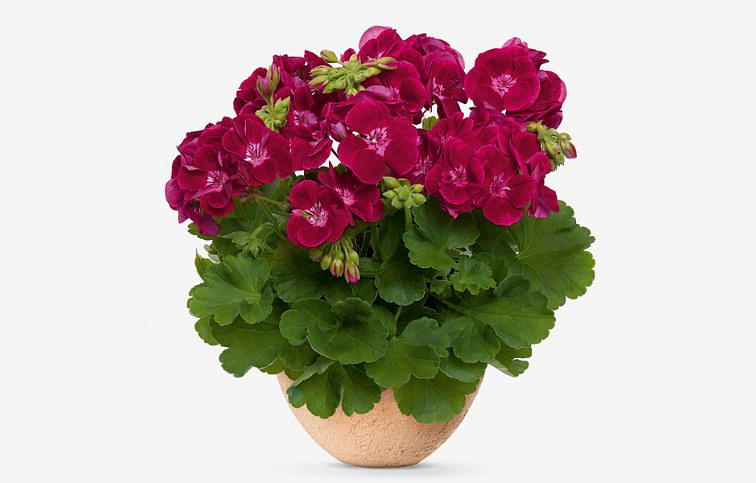 Muškát vzpriamený Flower Fairy Velvet - Pelargonia, kont. 0,7 l