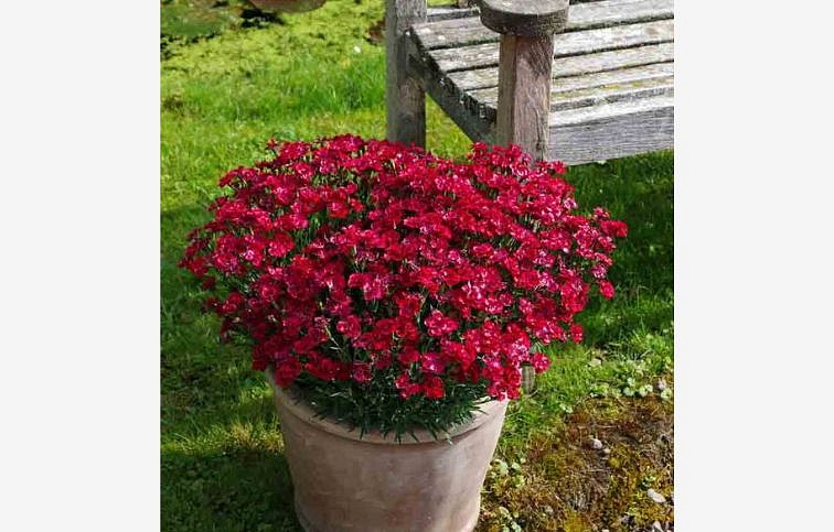 Klinček perovitý Merci Fleuri - Dianthus, kont. 0,5 l