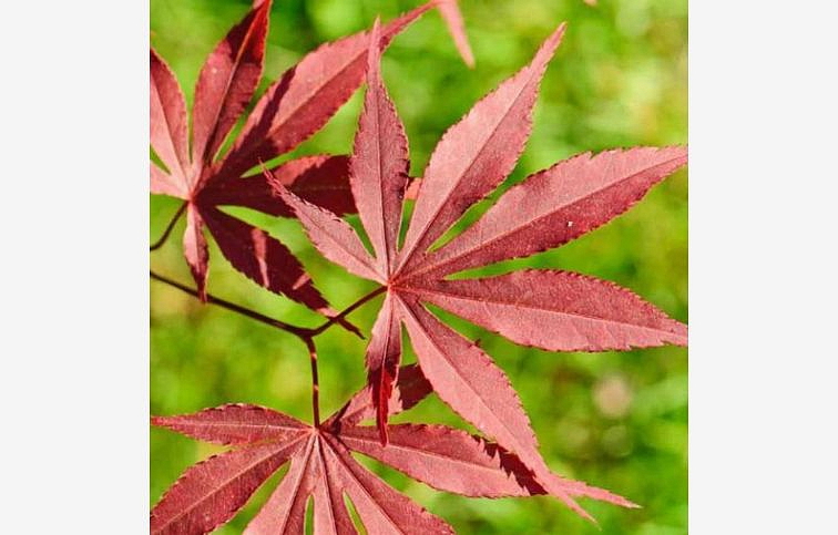 Javor dlaňovitolistý Atropurpureum 30-40cm - Acer palmatum, kont. p10