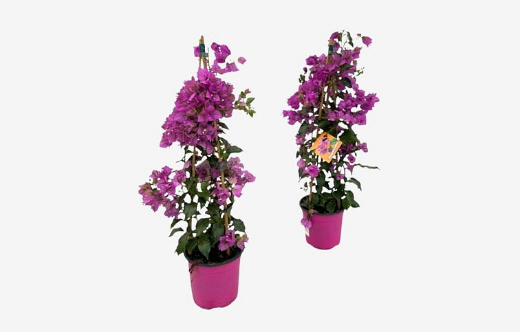 Bougainvillea Sanderiana pyramída na stojane 50-60cm, kont. p19