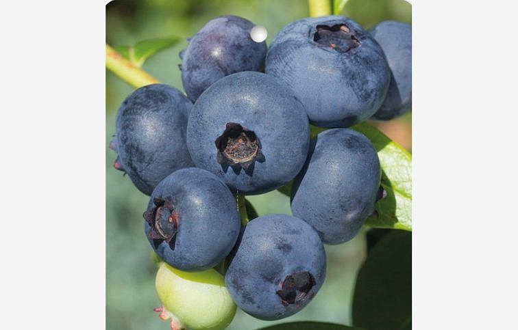 Čučoriedka kanadská Bluegold 50-80cm, kont. 3 l