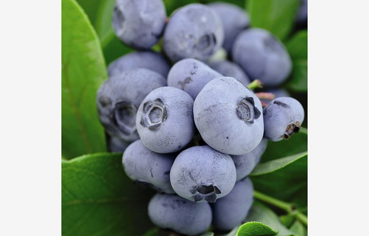 Čučoriedka kanadská Chandler 30-50 cm, kont. 1 l